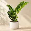 zz-plant